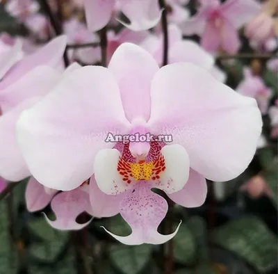 Фаленопсис Шиллера (Phalaenopsis schilleriana) — купить в интернет-магазине  Ангелок