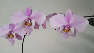 Файл:Phalaenopsis schilleriana00.jpg — Википедия