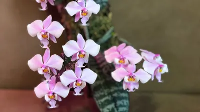 Phalaenopsis schilleriana - Wikispecies