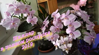 Фаленопсис Шиллера (Phalaenopsis schilleriana) — купить в интернет-магазине  Ангелок