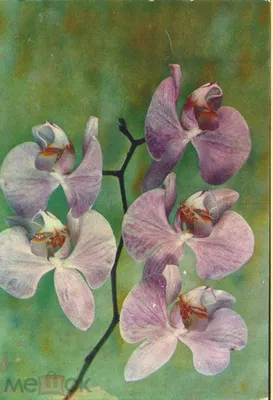 File:Phalaenopsis schilleriana Orchi 011.jpg - Wikimedia Commons