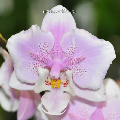 Фаленопсис Шиллера детка (Phalaenopsis schilleriana 'TKB' × sib) Тайвань  Каталог орхидей - фаленопсисов, каттлей, ванд, дендробиумов со всего мира  от интернет магазина Ангелок