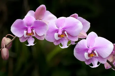 Стихотворение «Фаленопсис Шиллера (Phalaenopsis schilleriana)», поэт RSid