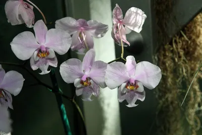 Фаленопсис Шиллера детка (Phalaenopsis schilleriana silver leaves × sib)  Тайвань Каталог орхидей - фаленопсисов, каттлей, ванд, дендробиумов со  всего мира от интернет магазина Ангелок