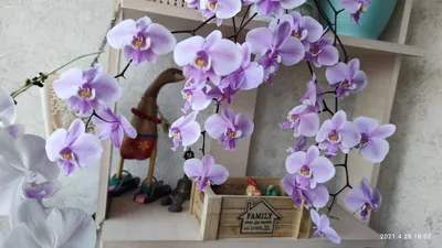 Орхидея Phalaenopsis schilleriana hybrid