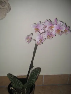 Орхидея фаленопсис - Orchidaceae phalaenopsis. Уход за фаленопсисом.