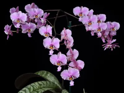 File:Phalaenopsis schilleriana 3zz.jpg - Wikimedia Commons