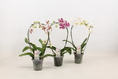 Phalaenopsis Schilleriana | Phalaenopsis schilleriana - Orchid Board - Most  Complete Orchid Forum ... | Beautiful orchids, Orchids, Phalaenopsis