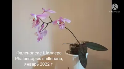 Phalaenopsis schilleriana - форум магазина коллекционных орхидей orchids.ua