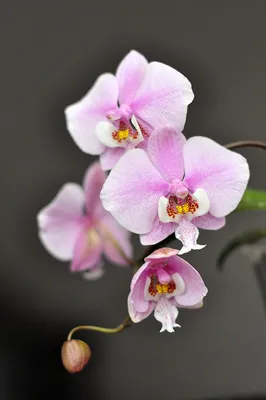 Фаленопсис (Phalaenopsis) - купить орхидеи в Украине недорого почтой |  FLORIUM.UA