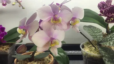 File:Phalaenopsis schilleriana - Flickr 003.jpg - Wikimedia Commons