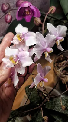 Фаленопсис Шиллера — Phalaenopsis schilleriana описание и уход на  FloralWorld.ru