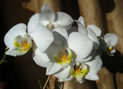 Phalaenopsis schilleriana - Страница 2 - форум магазина коллекционных  орхидей orchids.ua