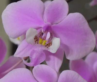 ЗАЦВЕЛ ФАЛЕНОПСИС Philadelphia (Schilleriana+Stuartiana)Phalaenopsis  Philadelpia in bloom - YouTube