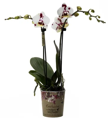 Phalenopsis schilleriana x sib вот такие разные от YAPHON aroma орхидея  шиллериана видовые орхидеи | Phalaenopsis orchid, Orchids, Most beautiful  flowers