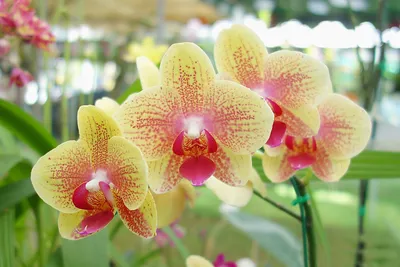 Phalaenopsis schilleriana - Страница 4