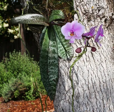 Орхидея фаленопсис красивая Philadelphia schilleriana×stuartiana листья в  крап цветение blossom | Phalaenopsis orchid, Orchids, Most beautiful flowers