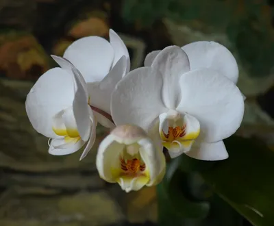 Орхидея Phalaenopsis schilleriana TKB (еще не цвёл)