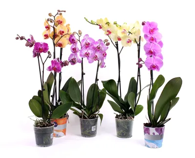 Фаленопсис мини 2 цветоноса - Phalaenopsis Philadelphia D9 H15