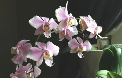 Фаленопсис (Phalaenopsis) - PictureThis