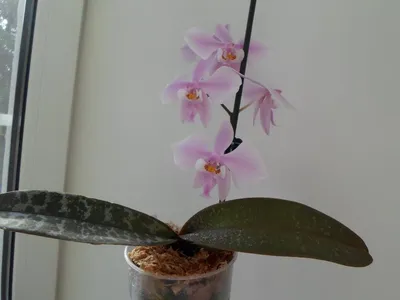 Фаленопсис Шиллера детка (Phalaenopsis schilleriana silver leaves ×  stuartiana var. nobilis) Тайвань Каталог орхидей - фаленопсисов, каттлей,  ванд, дендробиумов со всего мира от интернет магазина Ангелок