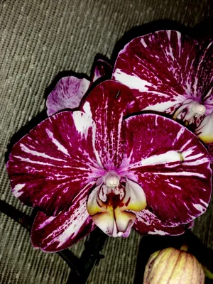 Dtps.I-Hsin Chocolate. Шоколадка дубль 2.