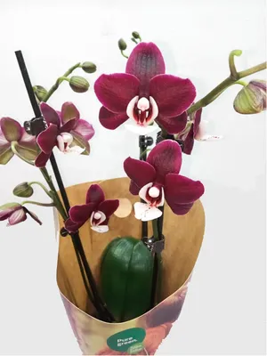 Фаленопсис Желтый Шоколад (Phalaenopsis Yellow Chocolate) Тайвань — купить  в интернет-магазине Ангелок