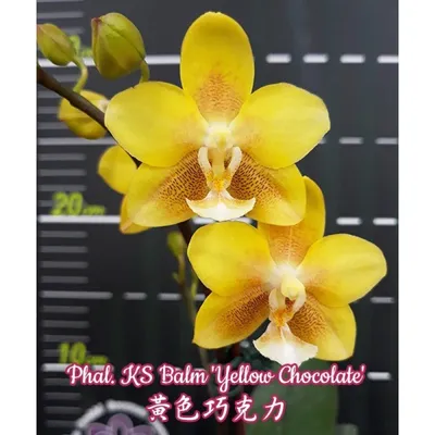 Phal. Miki Chocolate '518'/ Шоколад '518' Подросток 1,7, Цветок 12 см.  Мериклон. (ID#1578303631), цена: 345 ₴, купить на Prom.ua