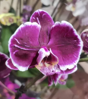 Орхидея Phalaenopsis Chocolate, Big Lip