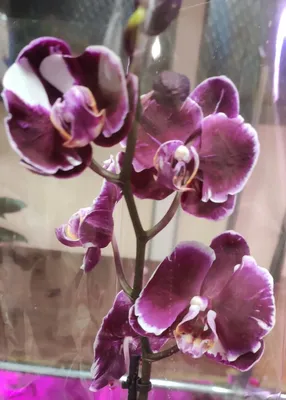 Орхидея фаленопсис шоколад биг лип | Цветение Орхидеи| Orchid big lip |  Orchids - YouTube