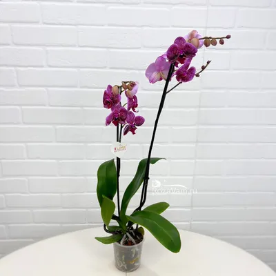 Орхидея Phalaenopsis Chocolate