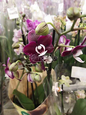 Орхидея Phalaenopsis Chocolate