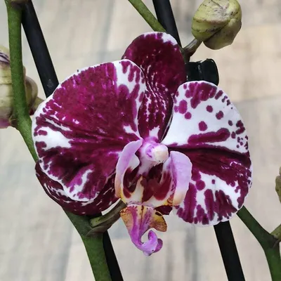 Орхидея Phalaenopsis Big Lip (отцвел)