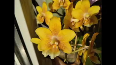 Phal. Chocolate | Passiflora.ru - Сервис коллективных заказов