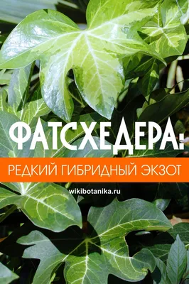 Фатсхедера уход в домашних условиях фото Фатсхедера лизе обрезка Фатсхедера  пиа и вариегатная | Тенелюбивые растения, Растения, Проращивание семян