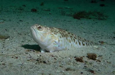 Самая опасная😱😱😱 и ядовитая рыба🐟🐡 в чёрном море, будьте очень  осторожны ❗❗❗#Опасность #черное море #ядовитвые | Trevel✈️🇷🇺🇹🇷🌴🌴🌊 |  Дзен