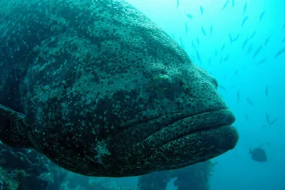 Самые крупные рыбы черного моря - 70 фото