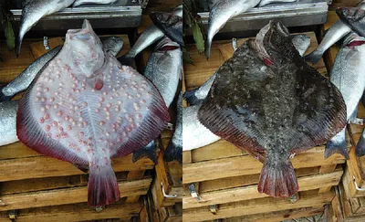 Калкан – самая вкусная рыба Черного моря - Музей Рыбы и Рыболовства