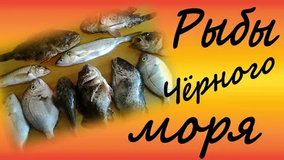 Международный день Черного моря – интересные факты о море