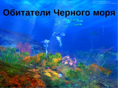 Моллюски Черного моря