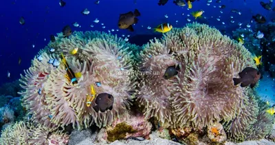 Опасные рыбы красного моря - красивые фото