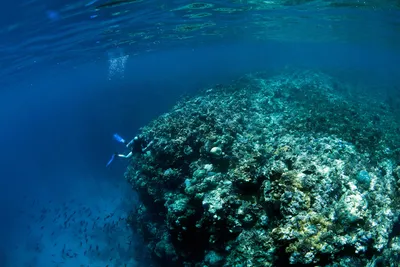 Морская флора и фауна в Красном Море коралловый риф Красного Моря с  трудными кораллами, рыбами и солнечным небом светя через чист Стоковое Фото  - изображение насчитывающей скуба, красивейшее: 136230158