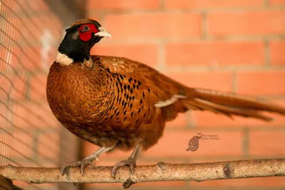 Камышовый (рыжий) охотничий фазан купить: цена напрямую из питомника ⋆  «Диво-Птица».