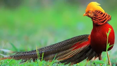 Королевский фазан - купить от 3000 | Питомник декоративных птиц