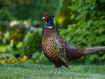 красивый фазан красочные птицы Стоковое Изображение - изображение  насчитывающей смотрит, мужчина: 221298813