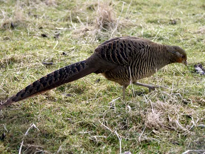 В Амурской области заканчивается охота на фазана ▸ Amur.Life
