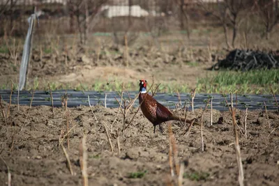 Птицы фазан обыкновенный - 70 фото