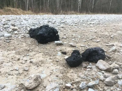 Фекалии одичалых медведей в древесинах Стоковое Фото - изображение  насчитывающей ворох, фекально: 81714124