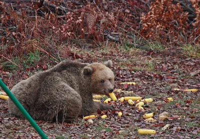 В Чернобыльском заповеднике показали фото, чем пообедал местный медведь