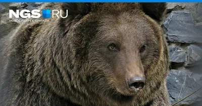 Фиолетовые фекалии Arctos Ursus бурого медведя после ягод Стоковое Фото -  изображение насчитывающей черный, идентификация: 118060130